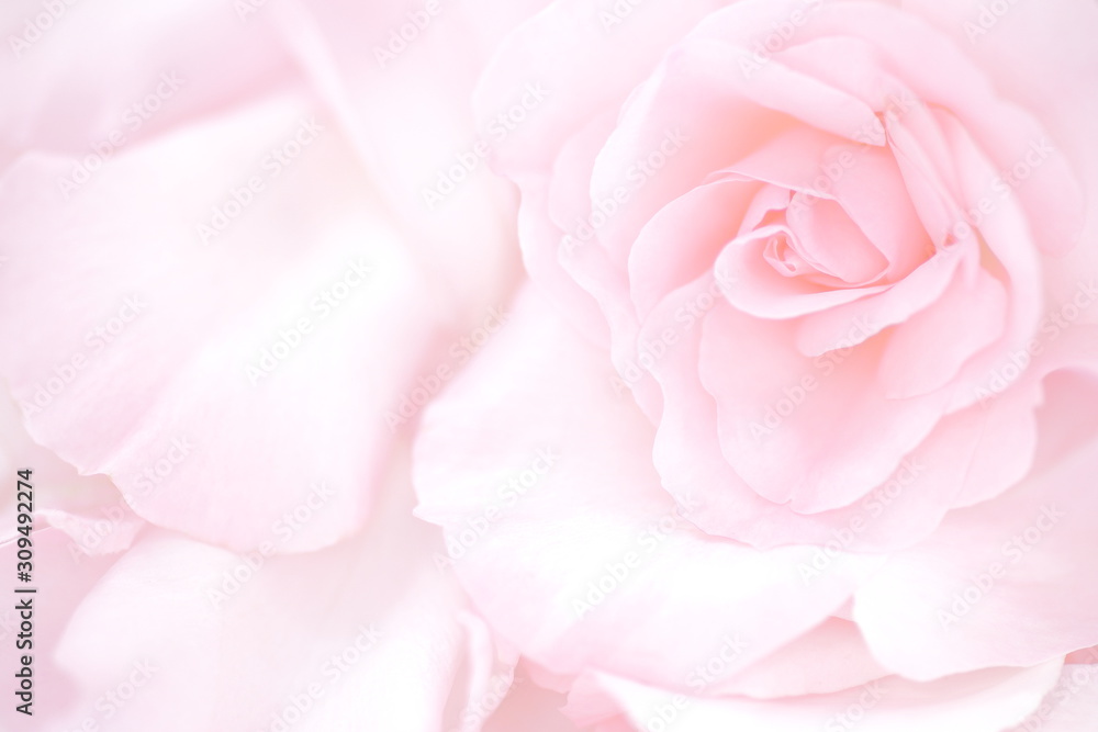 Japanese Camellia, travel, Rosa × centifolia Japanese Camellia, travel, Rosa × centifolia