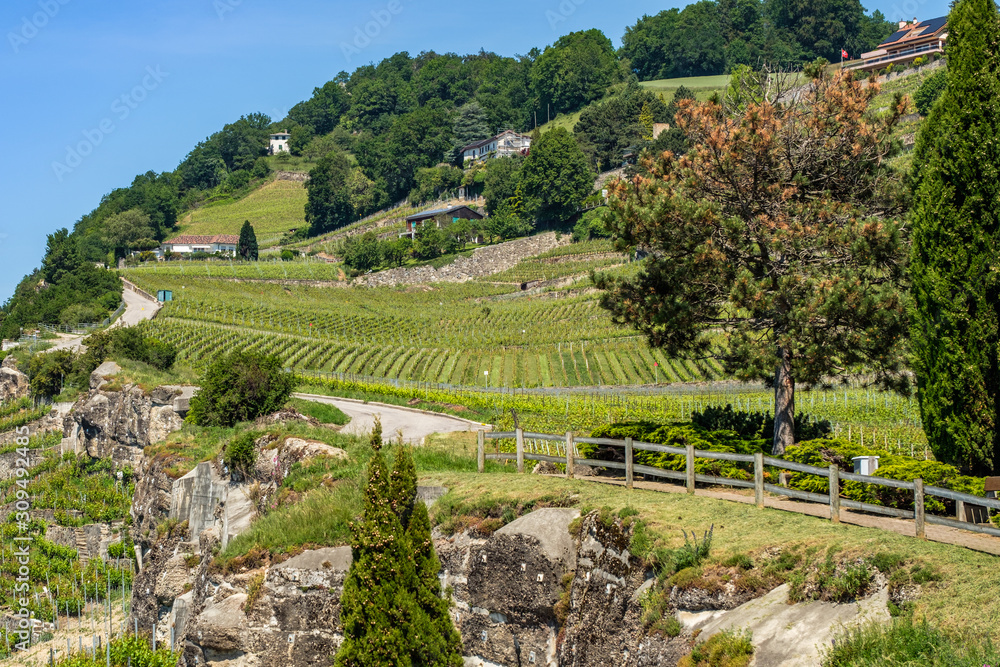 Vineyard terrasses of Lavaux, Switzerland