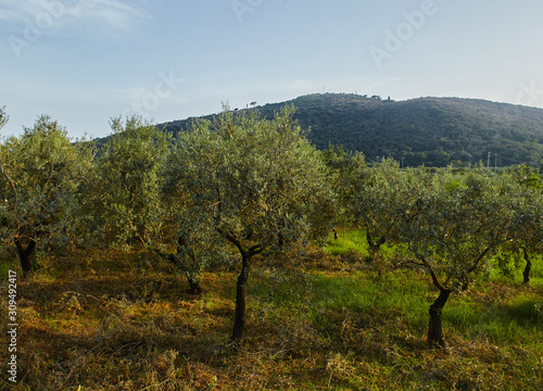 Idyllic Tuscan rural landscape with olives trees,