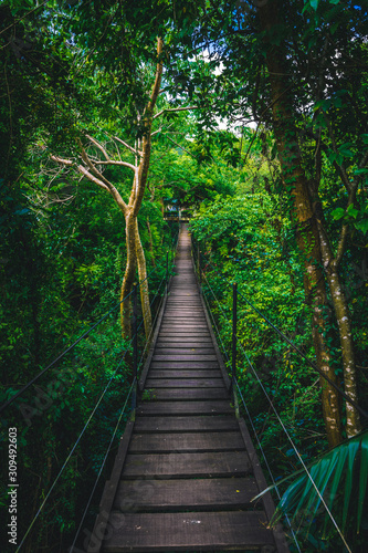 Fototapeta Naklejka Na Ścianę i Meble -  bridge in the jungle