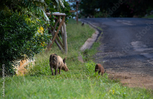 pigs in road side