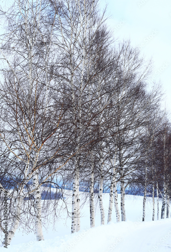 Fototapeta premium 冬の白樺林