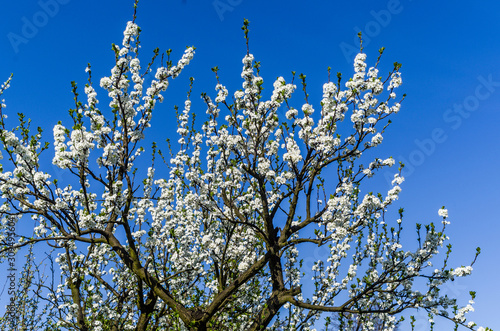 plum tree in full bloom with white flowers against the blue sky in the spring sun