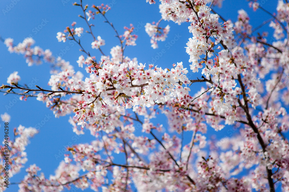 早咲きの暖流桜 早咲きの暖流桜
