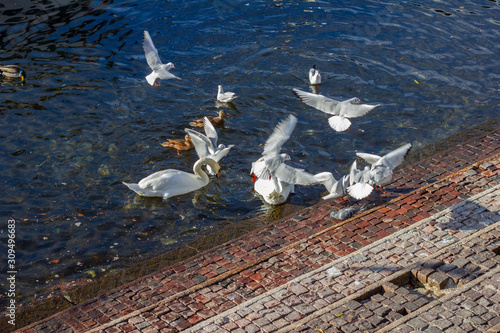 Gruppo di cigni, oche e uccelli vari cercano di raccogliere semi che gli sono stati appena lanciati nel lago di Como. photo