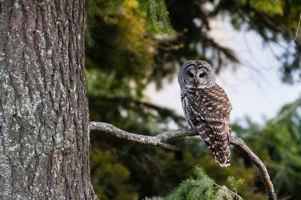 Fototapeta premium Barred Owl