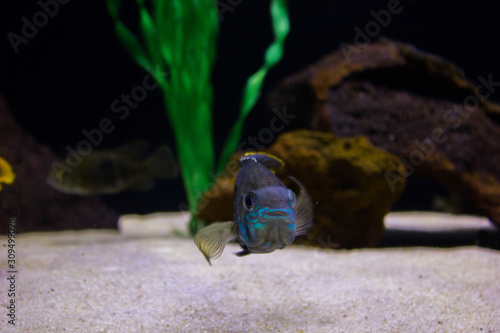 Big and small colorful fish in aquarium with crystal clear water with rocks and beautiful decoration