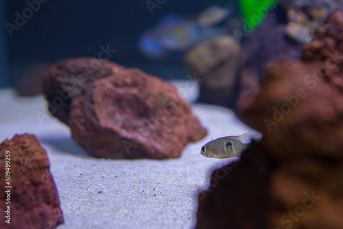 Big and small colorful fish in aquarium with crystal clear water with rocks and beautiful decoration