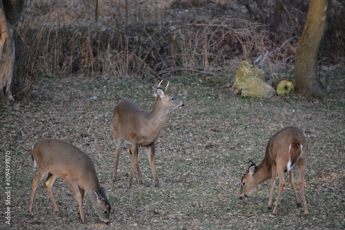 Rudolph  Little Baby Buck