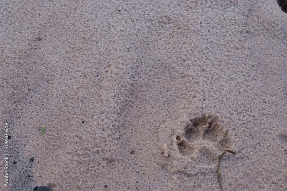 Printed in the sand Printed in the sand
