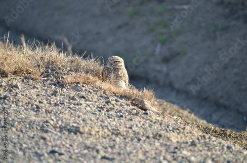 Western burrowing owl on urban roadside