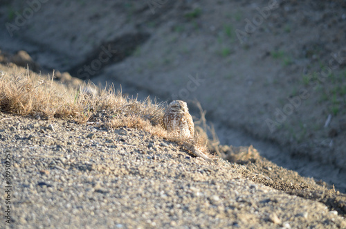 Sleepy Western burrowing owl on urban roadside