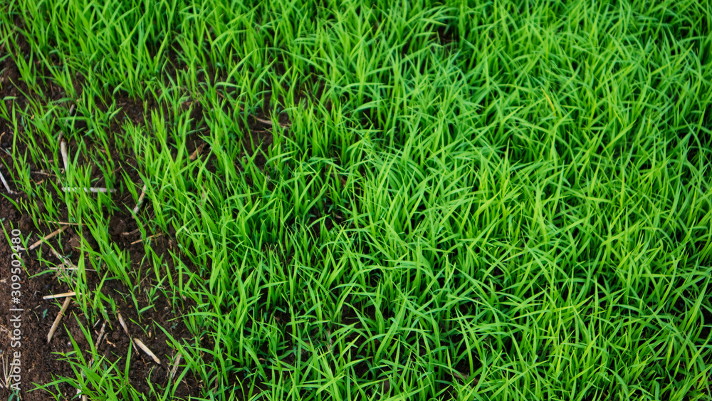 The process of rice seedlings, entering the rainy season. It's time to grow crops The process of rice seedlings, entering the rainy season. It's time to grow crops
