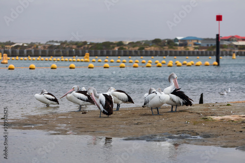 A flock of pelicans sitting on the side of a large estuary near the mouth of the River Murray in Goolwa photo