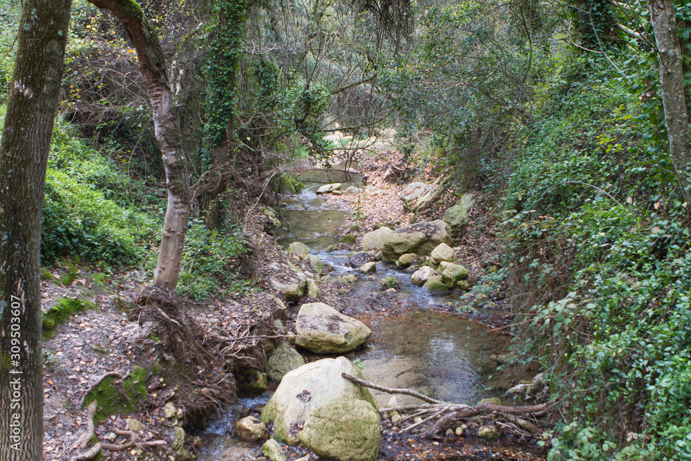Fototapeta premium stream river in forest with stone and trunks and grass