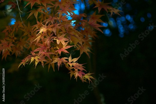 Autumn color