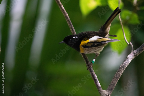 A rare Stitchbird also known as a hihi bird in New Zealand photo