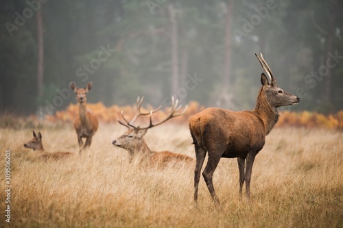 Beautiful deer relaxing in the valley on a foggy day photo