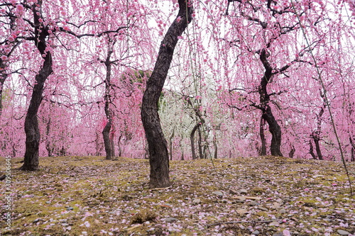 京都府の城南宮の梅花