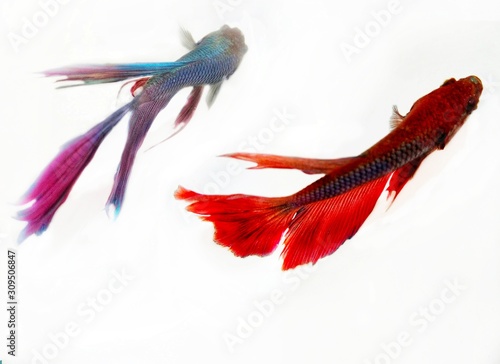 2 Betta fish isolated with white background