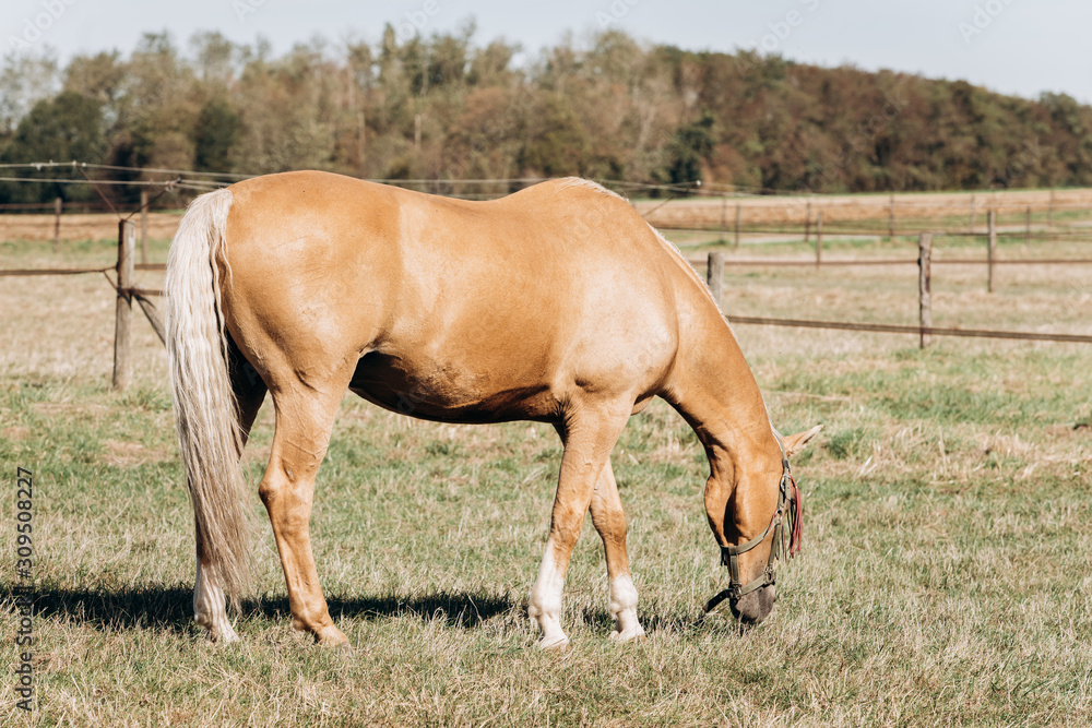Obraz premium Horse farm. Horses on a horse farm. Horses graze on a horse farm.