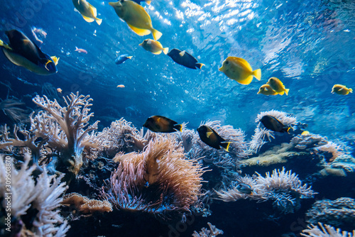 Fototapeta Naklejka Na Ścianę i Meble -  Colorful underwater offshore rocky reef with coral and sponges and small tropical fish swimming by in a blue ocean