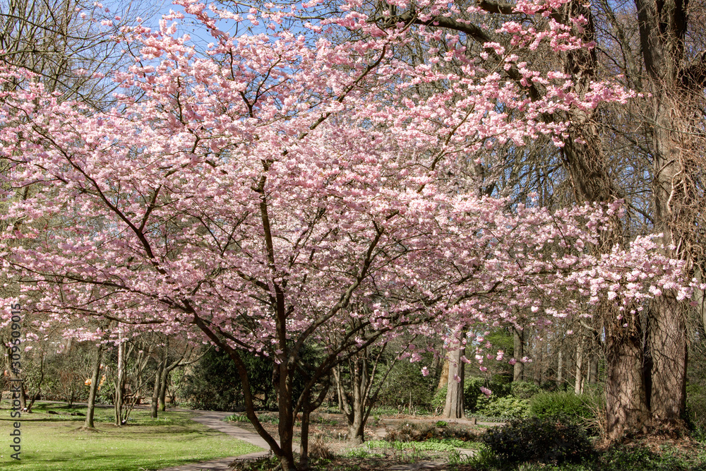 Magnolia tree in the garden near the house. Flowering Magnolia tree Magnolia tree in the garden near the house. Flowering Magnolia tree
