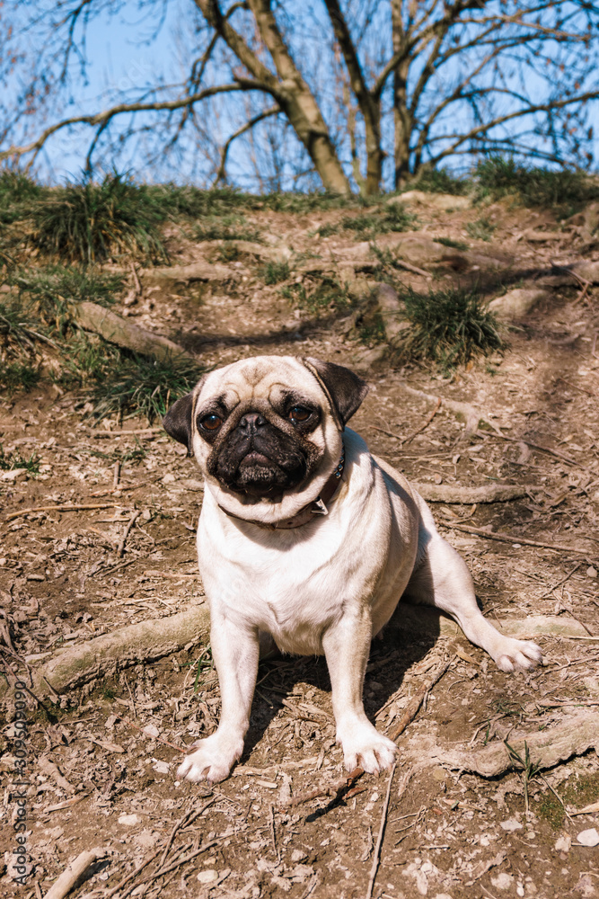 Pug walks in the Park in warm summer weather Pug walks in the Park in warm summer weather