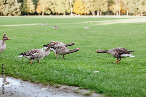 Wild geese on a walk in the park. Gray geese.