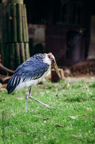 Marabou stork in the Park. Marabou storks in the national Park.