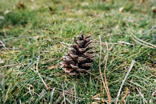 A pine cone lies on the green grass