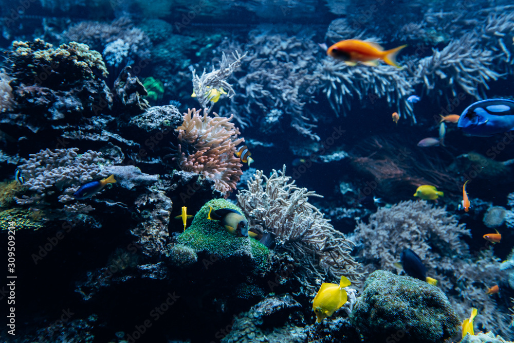 Obraz premium Beautiful underwater world. Sea world with fish and its inhabitants