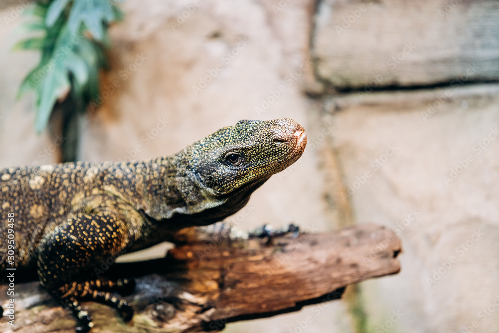 Obraz premium Papuan monitor Lizard climbs out of the water in the national reserve