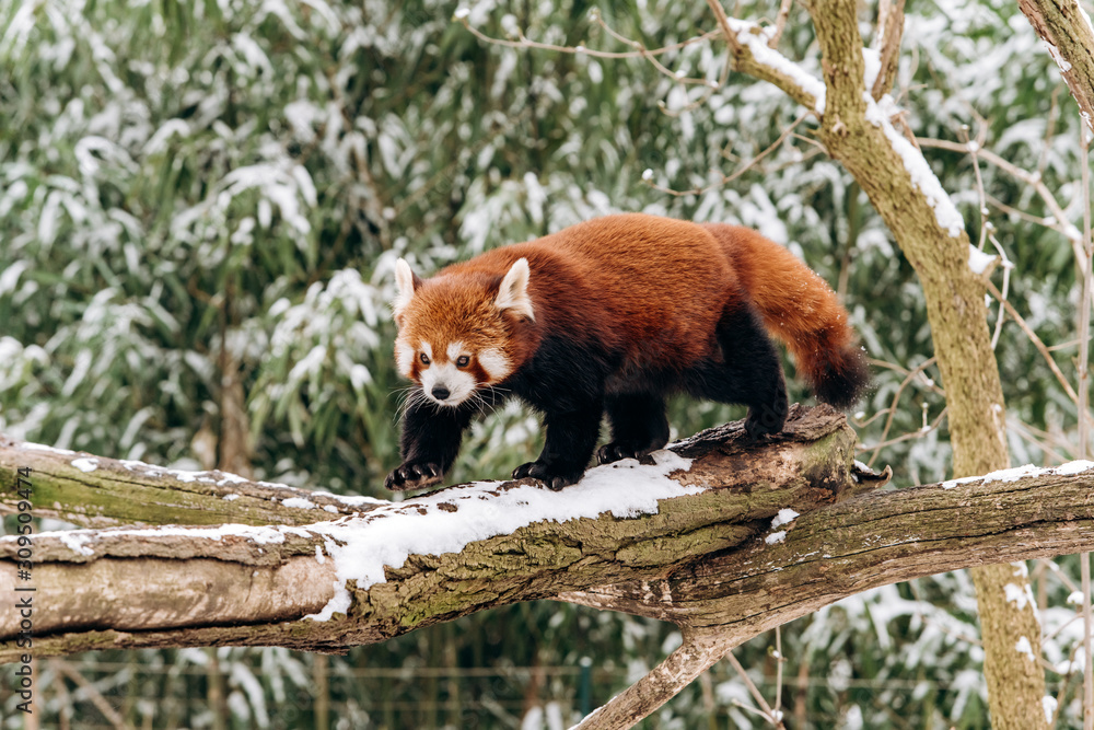 Fototapeta premium Red Panda climbs a tree in winter with green bushes in the background