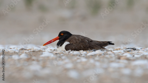 An American Oystercatcher incubating eggs on a beach.