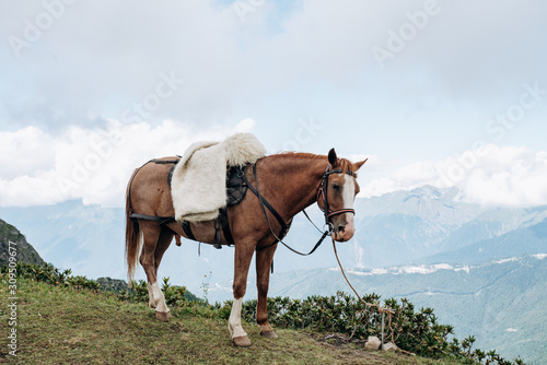 A horse awaits master in the mountains