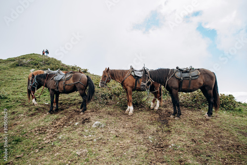 Horses are waiting for the owner in the mountains