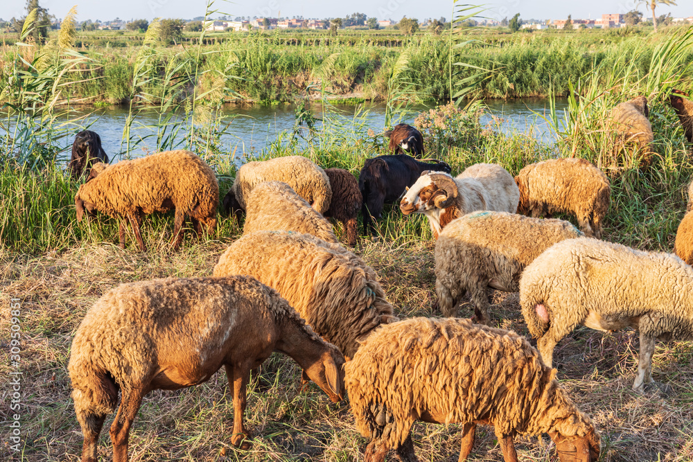 Obraz premium Sheep grazing in rural area of the Nile River delta