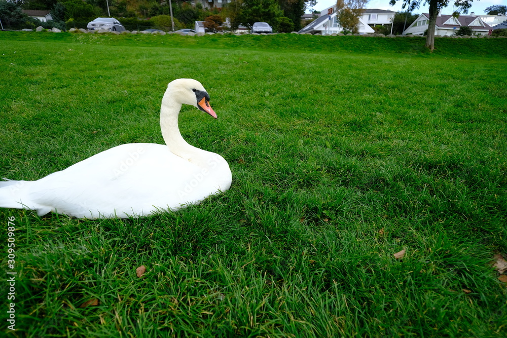 Geese are sunbathing beside the beach. Geese are sunbathing beside the beach.