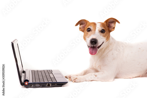 jack russell dog using a computer and browsing the internet © EwaStudio