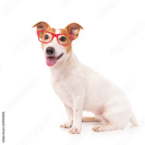 jack russell dog  isolated on white background  wearing reading glasses