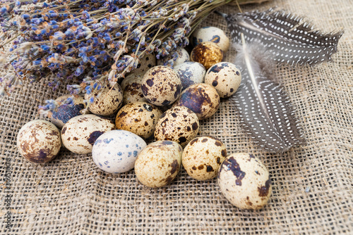 Fototapeta quail eggs  on dark old  background