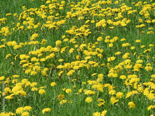 Yellow dandelion field
