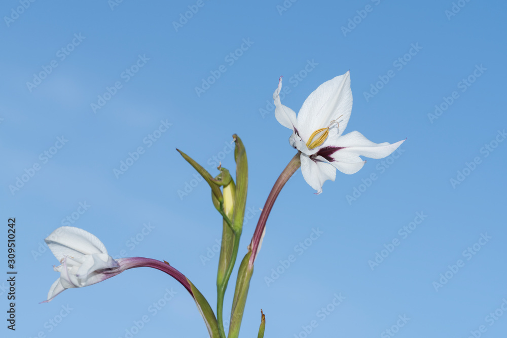 fiore isolayo di acidanthera bicolor