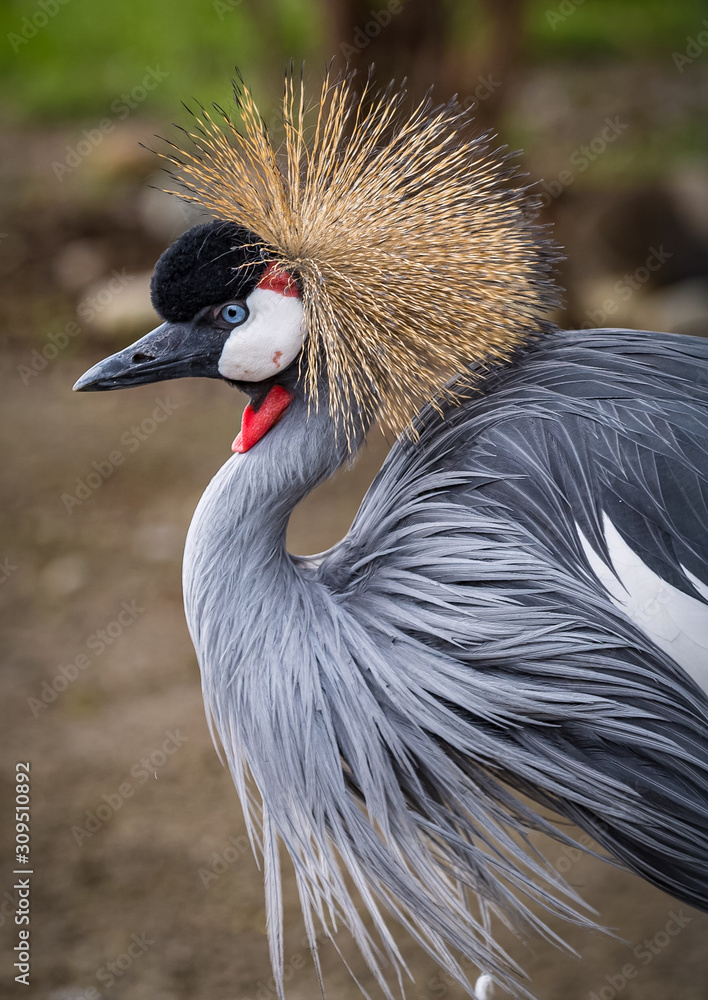 Fototapeta premium grey crowned crane