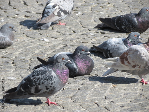 Rock doves or pigeons