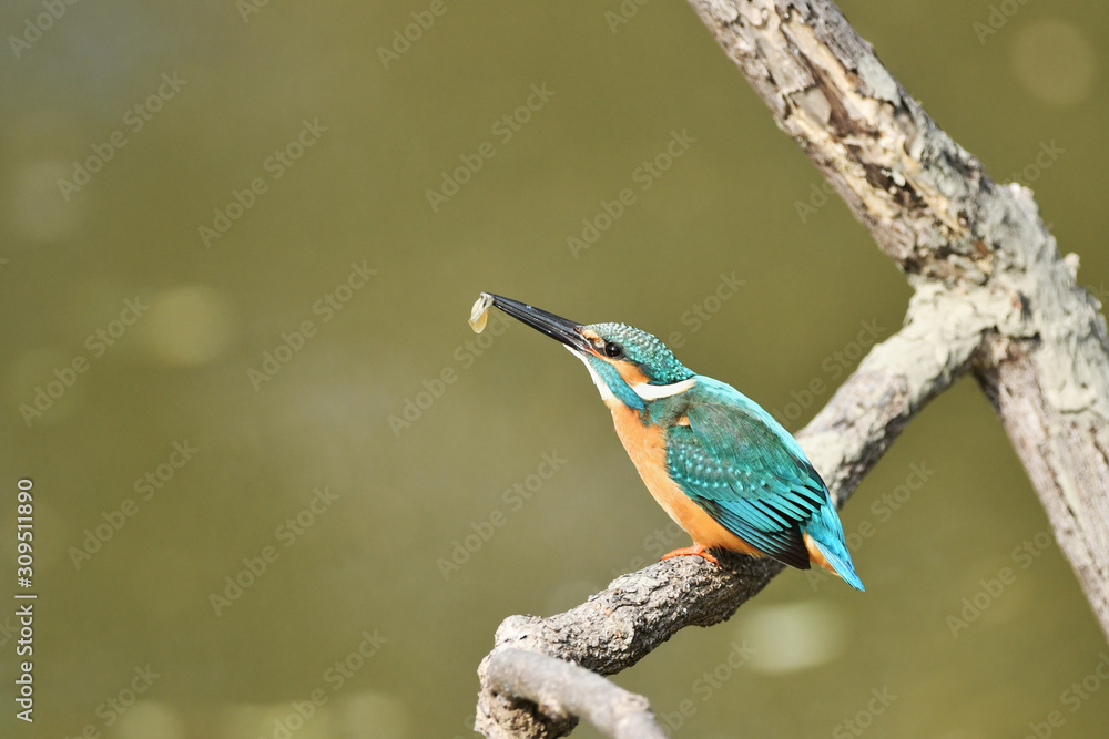 Obraz premium カワセミの食事