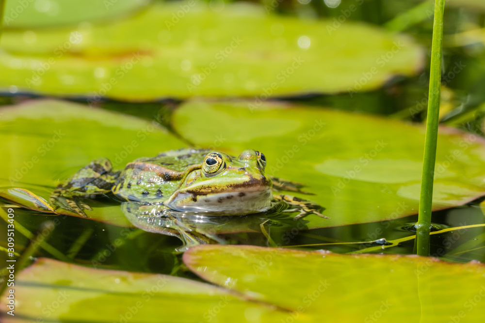 Frosch auf Teichblatt Frosch auf Teichblatt