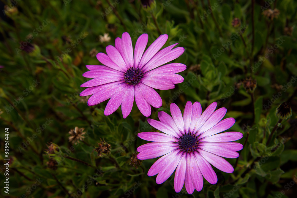 Flowers in the garden Flowers in the garden
