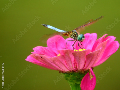 dragonfly on a flower